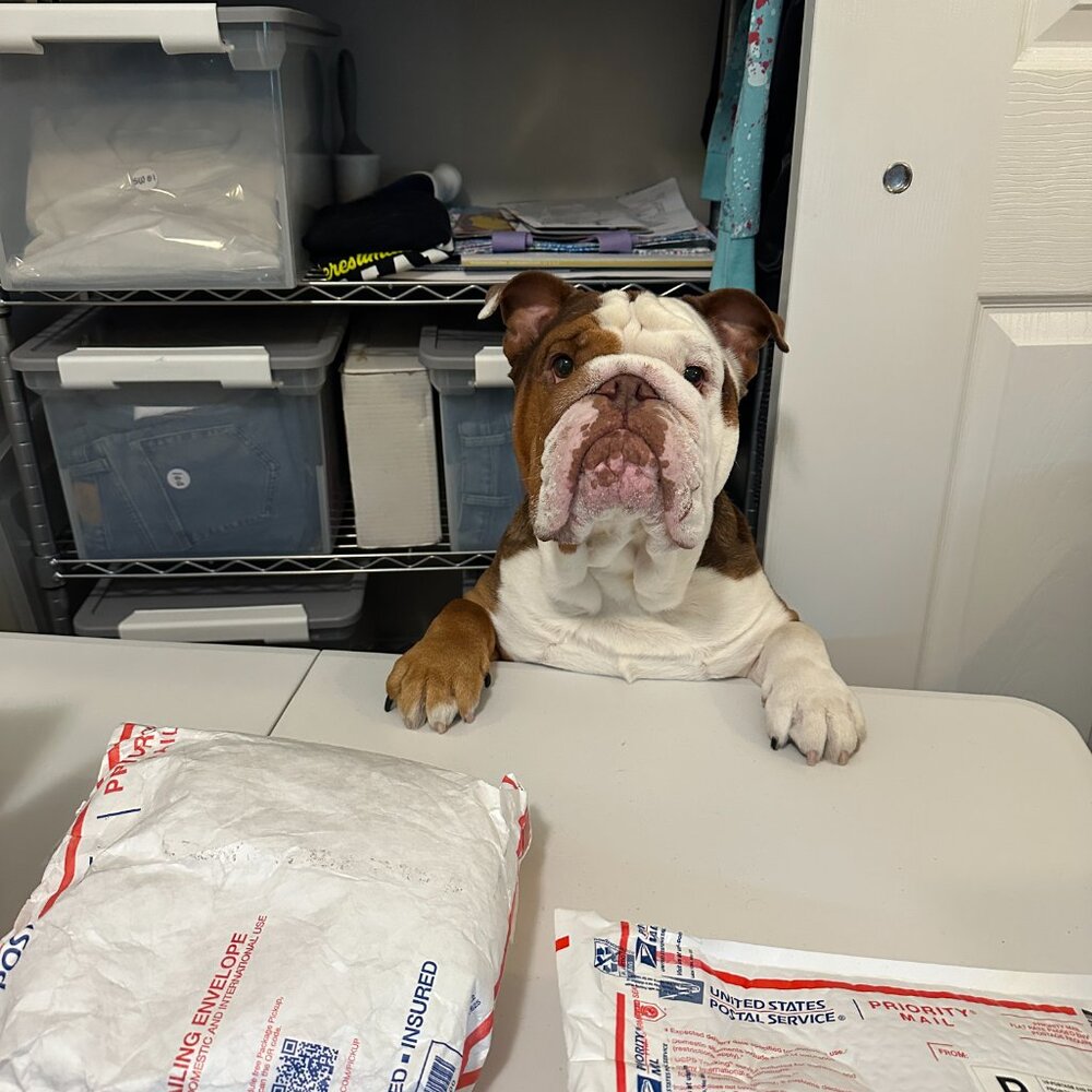 Bougie Bella's Live Show Flyer 🐶💜 - Picture 6 of 14